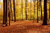 Papermoon Fotobehang Autumn Forest