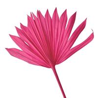 Palmsonne Pink