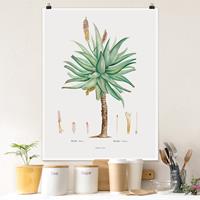 Bilderwelten Poster Botanik Vintage Illustration Aloe