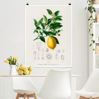 Bilderwelten Poster Botanik Vintage Illustration Zitrone
