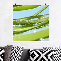 Bilderwelten Poster Blumen - Quadrat Fresh Green