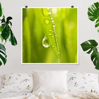 Bilderwelten Poster Blumen - Quadrat Morning Dew