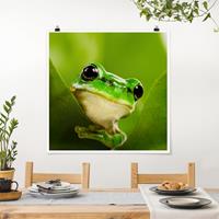 Bilderwelten Poster Tiere - Quadrat Wetterfrosch