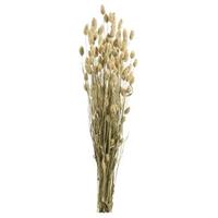 Leen Bakker Droogbloemen Phalaris - naturel - 76 cm