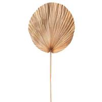 Droogbloemen Palm leaf - bruin - 110 cm