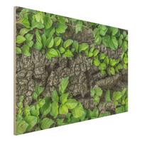 Bilderwelten Holzbild Natur & Landschaft - Querformat 3:2 Efeuranken Baumrinde