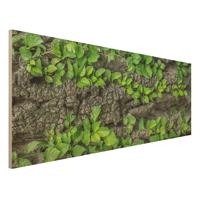 Bilderwelten Holzbild Natur & Landschaft - Panorama Efeuranken Baumrinde