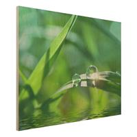 Bilderwelten Holzbild Natur & Landschaft - Querformat 4:3 Green Ambiance II