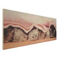 Bilderwelten Holzbild Tiere - Panorama Sugar-Sweet
