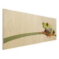 Bilderwelten Holzbild Tiere - Panorama Weatherman