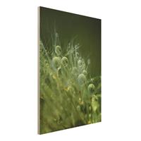 Bilderwelten Holzbild Blumen - Hochformat 3:4 GrÃ¼ne Samen im Regen