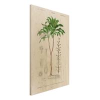 Bilderwelten Holzbild Blumen - Hochformat 2:3 Botanik Vintage Illustration Tropische Palme