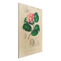 Bilderwelten Holzbild Blumen - Hochformat 2:3 Botanik Vintage Illustration Tropische Pflanze II