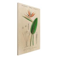 Bilderwelten Holzbild Blumen - Hochformat 2:3 Botanik Vintage Illustration Tropische Pflanze III
