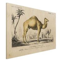 Bilderwelten Holzbild Tiere - Querformat 3:2 Vintage Lehrtafel Dromedar