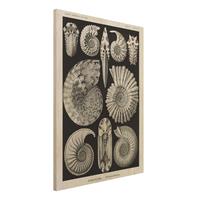 Bilderwelten Holzbild Tiere - Hochformat 3:4 Vintage Lehrtafel Fossilien Schwarz WeiÃŸ