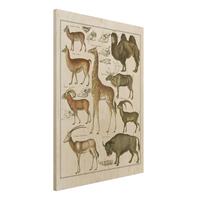 Bilderwelten Holzbild Tiere - Hochformat 3:4 Vintage Lehrtafel Giraffe, Kamel und Lama