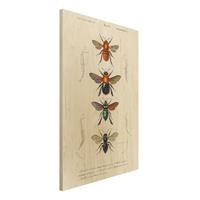 Bilderwelten Holzbild Tiere - Hochformat 2:3 Vintage Lehrtafel Insekten