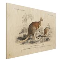 Bilderwelten Holzbild Tiere - Querformat 3:2 Vintage Lehrtafel KÃnguruh