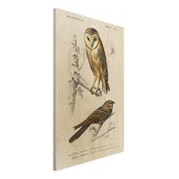 Bilderwelten Holzbild Tiere - Hochformat 2:3 Vintage Lehrtafel Kauz und Schwalbe