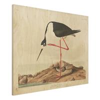 Bilderwelten Holzbild Tiere - Querformat 4:3 Vintage Lehrtafel Langbeiniger SÃbelschnÃbler