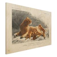 Bilderwelten Holzbild Tiere - Querformat 3:2 Vintage Lehrtafel LÃ¶win und LÃ¶wenbabies