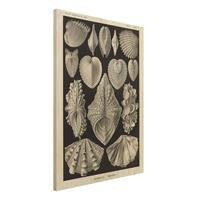 Bilderwelten Holzbild Tiere - Hochformat 3:4 Vintage Lehrtafel Muscheln II