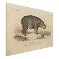 Bilderwelten Holzbild Tiere - Querformat 3:2 Vintage Lehrtafel Nilpferd