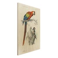 Bilderwelten Holzbild Tiere - Hochformat 2:3 Vintage Lehrtafel Papagei Rot Blau