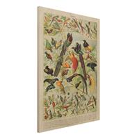 Bilderwelten Holzbild Tiere - Hochformat 3:4 Vintage Lehrtafel ParadiesvÃ¶gel