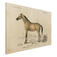 Bilderwelten Holzbild Tiere - Querformat 3:2 Vintage Lehrtafel Pferd