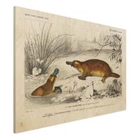 Bilderwelten Holzbild Tiere - Querformat 3:2 Vintage Lehrtafel Schnabeltier