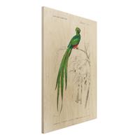Bilderwelten Holzbild Tiere - Hochformat 2:3 Vintage Lehrtafel Tropischer Vogel I