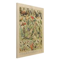 Bilderwelten Holzbild Tiere - Hochformat 3:4 Vintage Lehrtafel VÃ¶gel