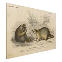Bilderwelten Holzbild Tiere - Querformat 3:2 Vintage Lehrtafel WaschbÃr