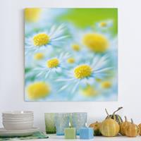 Bilderwelten Leinwandbild Blumen - Quadrat Daisy