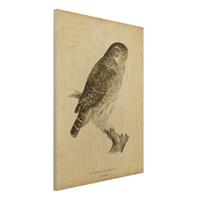 Bilderwelten Holzbild Tiere - Hochformat 3:4 Vintage Zeichnung Sperlingskauz