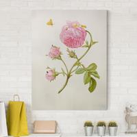 Bilderwelten Leinwandbild Blumen - Hochformat Anna Maria Sibylla Merian - Buschröschen mit Miniermotte
