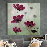 Bilderwelten Leinwandbild Blumen - Quadrat Pinke Kosmeen
