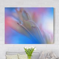 Bilderwelten Leinwandbild Blumen - Querformat Touch Me Softly