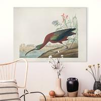 Bilderwelten Leinwandbild Vintage Lehrtafel Brauner Ibis