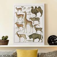 Bilderwelten Leinwandbild Vintage Lehrtafel Giraffe, Kamel und Lama
