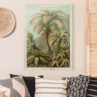 Bilderwelten Leinwandbild Botanik Vintage Illustration Laubfarne