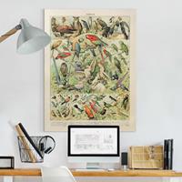 Bilderwelten Leinwandbild Vintage Lehrtafel Vögel