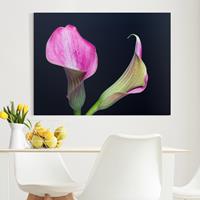 Bilderwelten Leinwandbild Calla Nahaufnahme vor Schwarz