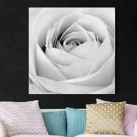 Bilderwelten Leinwandbild Blumen - Quadrat Close Up Rose