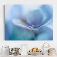 Bilderwelten Leinwandbild Blumen - Querformat Wassertropfen Hortensienblüte