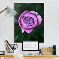 Bilderwelten Leinwandbild Blumen - Hochformat Lila Pfingstrosenblüte vor Blättern