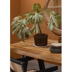 COMBI-TABLO: MANGO NATUREL MELANGE 180x90 & UTRECHT POOT