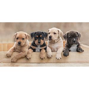 SimbaShop Animal Pictures Strandlaken Puppies - 70 X 140 Cm ulti